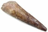 Fossil Spinosaurus Tooth - Feeding Worn Tip #376373-1
